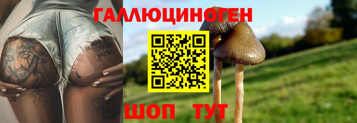Галлюциногенные грибы Psilocybe Ртищево